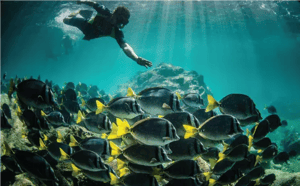 Galapagos Activities: Snorkeling