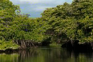 West Expedition (B) Coral Yachts: Black Turtle Cave