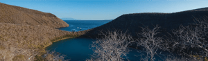 Corals Tagus Cove in the Galapagos Islands