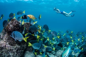 20160615_Model_With_Yellowtailed_Surgeonfish_291