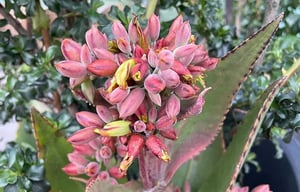 Gardens in Go Quito Hotel