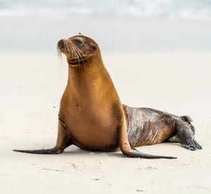 Mammals ,a sea lion at the beach in the Galapagos Islands
