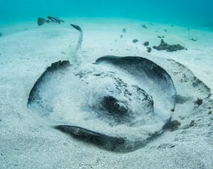 Marine life- Galapagos animals: Stingrays
