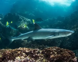 Marine life - Galapagos animals: Whitetip reef shark