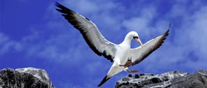 Galapagos Animals: Nazca Booby- Go Galapagos