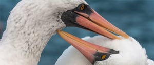 Galapagos Animals: Two Nazca Boobies in Galapagos