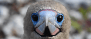 Galapagos Island: Close up of Red Footed Booby