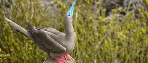 Galapagos Island: Red-Footed Booby