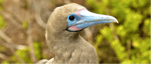 Galapagos Island: Red footed bobby