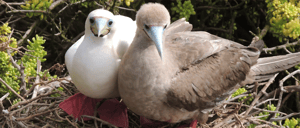 Galapagos Island: Two red-footed boobies in their nest.