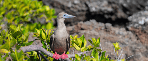 Galapagos Islands: Red-footed booby on a tree branch