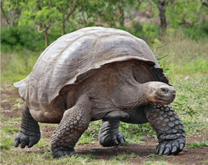 Reptiles-galapagos animals: Giant tortoise