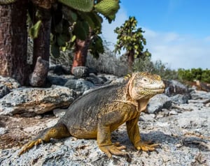 Reptiles- galapagos animals: Land iguana