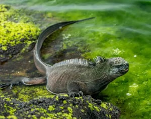 Reptiles-galapagos animals: Marine iguana