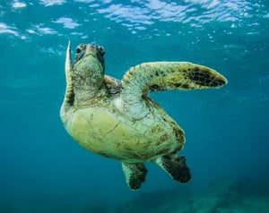 Reptiles - galapagos animals : Galapagos sea turtle