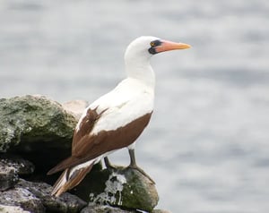 Seabirs -galapagos animals: Nazca Booby