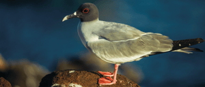 Galapagos Island: Swallow- Tailed Gull on a rock observing its surroundings.