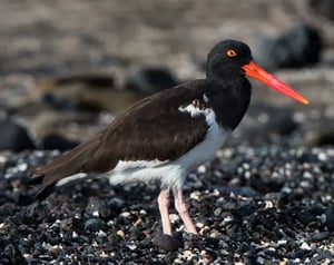 Shorebirds-Galapagos animals: American Oystercatcher