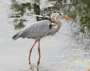 Shorebirds-Galapagos animals: Great Blue Heron