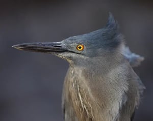 Shorebirds-Galapagos animals: Lava Heron