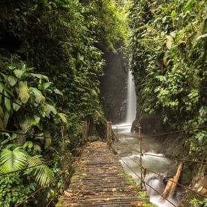Mindo Cloud Forest