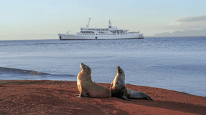 Sea lions resting on a red sand beach with the Galapagos Legend cruise ship in the background