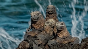 Galapagos Marine Iguanas