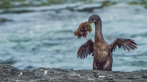Flightless Cormorant