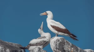 Go Galapagos - Nazca Booby