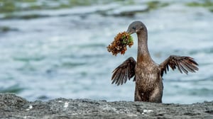 A flightless cormorant standing on rocky shoreline holding seaweed in its beak.