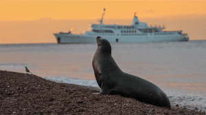 Sea lion resting at sunset with Galapagos Legend cruise ship in the background