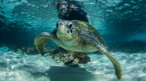A traveler snorkeling underwater alongside a sea turtle in the Galapagos.