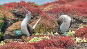 Two blue-footed boobies standing on rocky terrain with colorful vegetation.