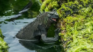 Marine iguana feeding on algae along the rocky coast of the Galápagos Islands