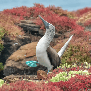 HB-Home-Blue-footed-booby