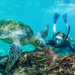 Snorkeling with turtle in Galapagos - Galapagos Activities