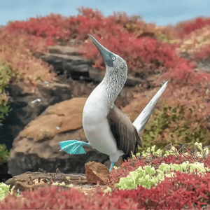 Blue-footed booby on volcanic cliffs in the Galapagos Islands