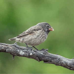 Darwin’s finch, an iconic symbol of evolution in the Galapagos Islands