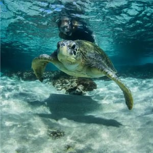 Snorkeling with a green sea turtle in the Galapagos Marine Reserve