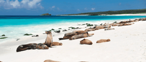Española island -Gardner bay Visitor Sites: Sea lion in Espanola island