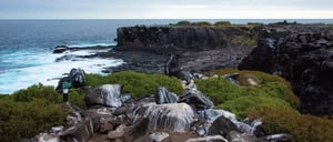 Suarez Point - Española in Galapagos Island landscape