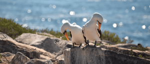Española island -Punta Suarez Visitor Sites: Nazca booby in Espanola island