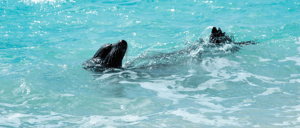 NewWeb_HB_islas_Española-sealion-gallery