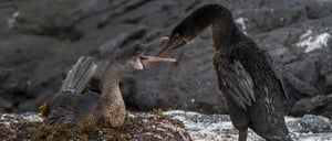 Espinoza Point with flightless cormorants in nest