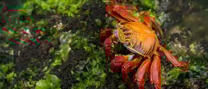 Espinoza Point IN GALAPAGOS ISLAND volcanic island view of a crab in the rocks