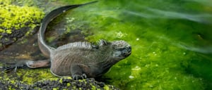 Espinoza Point IN GALAPAGOS ISLAND volcanic island with marine iguana