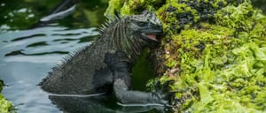 Espinoza Point IN GALAPAGOS ISLAND volcanic island with marine iguana