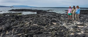 Espinoza Point, Marine iguanas in the beach with tourist