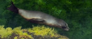 Espinoza Point IN GALAPAGOS ISLAND volcanic island with sea lion