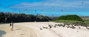 Flock of Red footed Boobies flying on Genovesa Island Galapagos